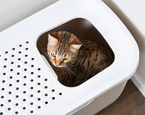 Bild 1 von Savic Katzentoilette Hop In  / (Variante) Savic Katzentoilette Hop In weiß/blau
