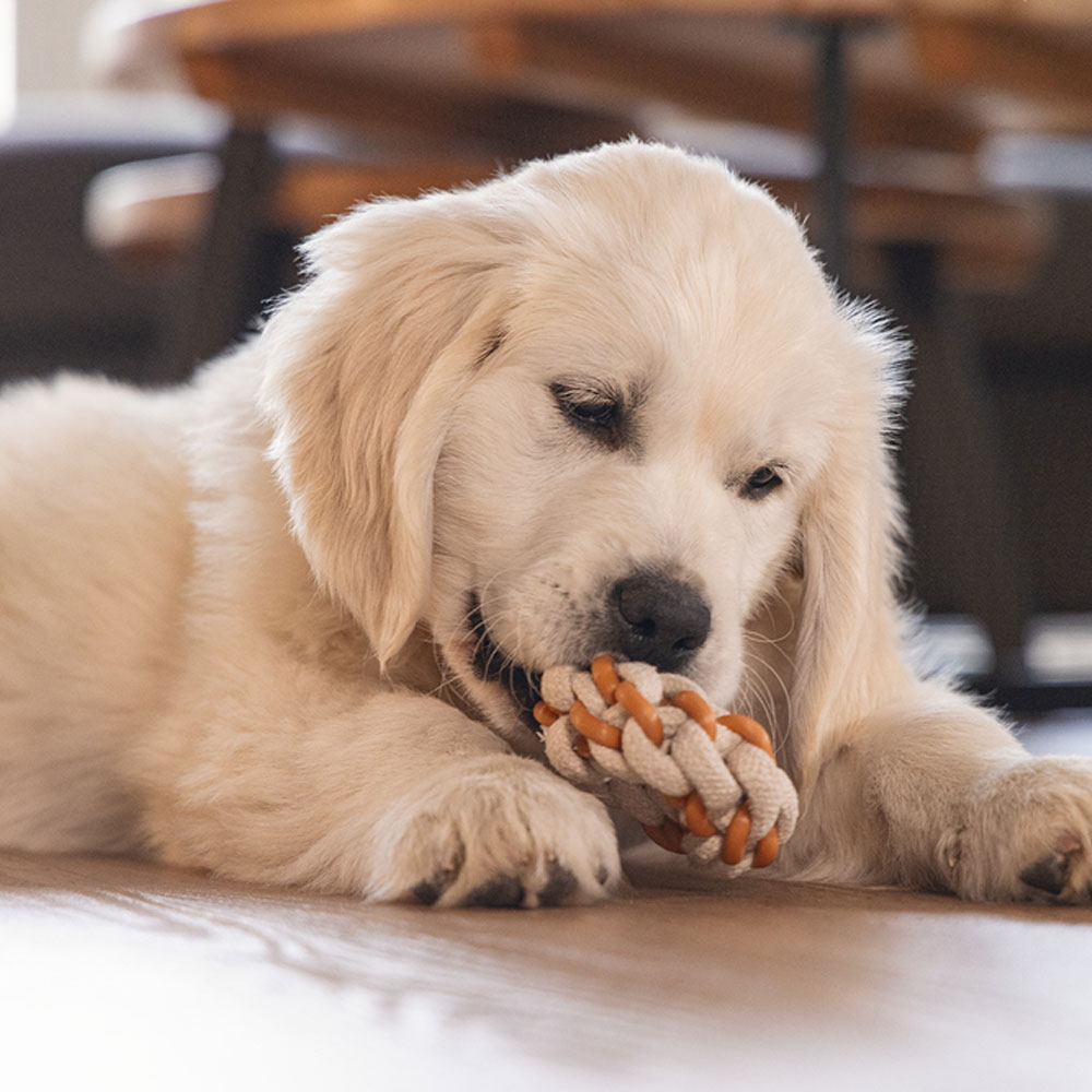 Bild 1 von Beeztees Puppy Dental Seilring Mik - 8 x 8 x 3 cm