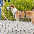 Bild 7 von Trixie Panik-Adapter Stay für Geschirre  / (Variante) L–XL/59–92 cm