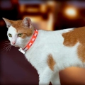Bild 2 von Karlie LED Katzenhalsband