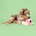 Bild 4 von Coockoo Hundespielzeug Bouncy Buddy - rosa