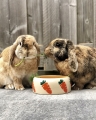 Bild 2 von Nobby Futtertrog Carrot