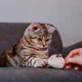Bild 2 von Nobby Katzenspielzeug Plüschmaus mit Lederschwanz 3er Pack