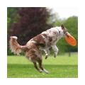 Bild 4 von Trixie Dog Disc Frisbee bissfest - 23 cm