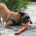 Bild 3 von Hozies Billy Bengal aus Feuerwehrschlauch