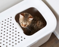 Bild 3 von Savic Katzentoilette Hop In  / (Variante) Savic Katzentoilette Hop In weiß/blau