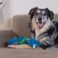 Bild 3 von Beeztees Hundespielzeug Nuno - 37 x 7 x 7 cm