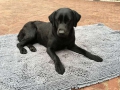 Bild 1 von Doggy Dry Spill Mat Hundematte