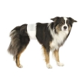 Bild 2 von Trixie Hundewindeln für Rüden  / (Variante) Trixie Hundewindeln für Rüden XS