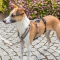 Bild 6 von Trixie Panik-Adapter Stay für Geschirre  / (Variante) L–XL/59–92 cm
