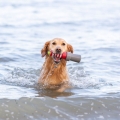 Bild 8 von Trixie Aqua Toy Leuchtturm am Seil