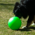 Bild 3 von PROCYON Treibball Größe S - extra stabil  / (Variante) grün
