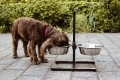 Bild 2 von Nobby Napfständer Diner Bar  / (Variante) 2x 2,8l / bis 50 cm